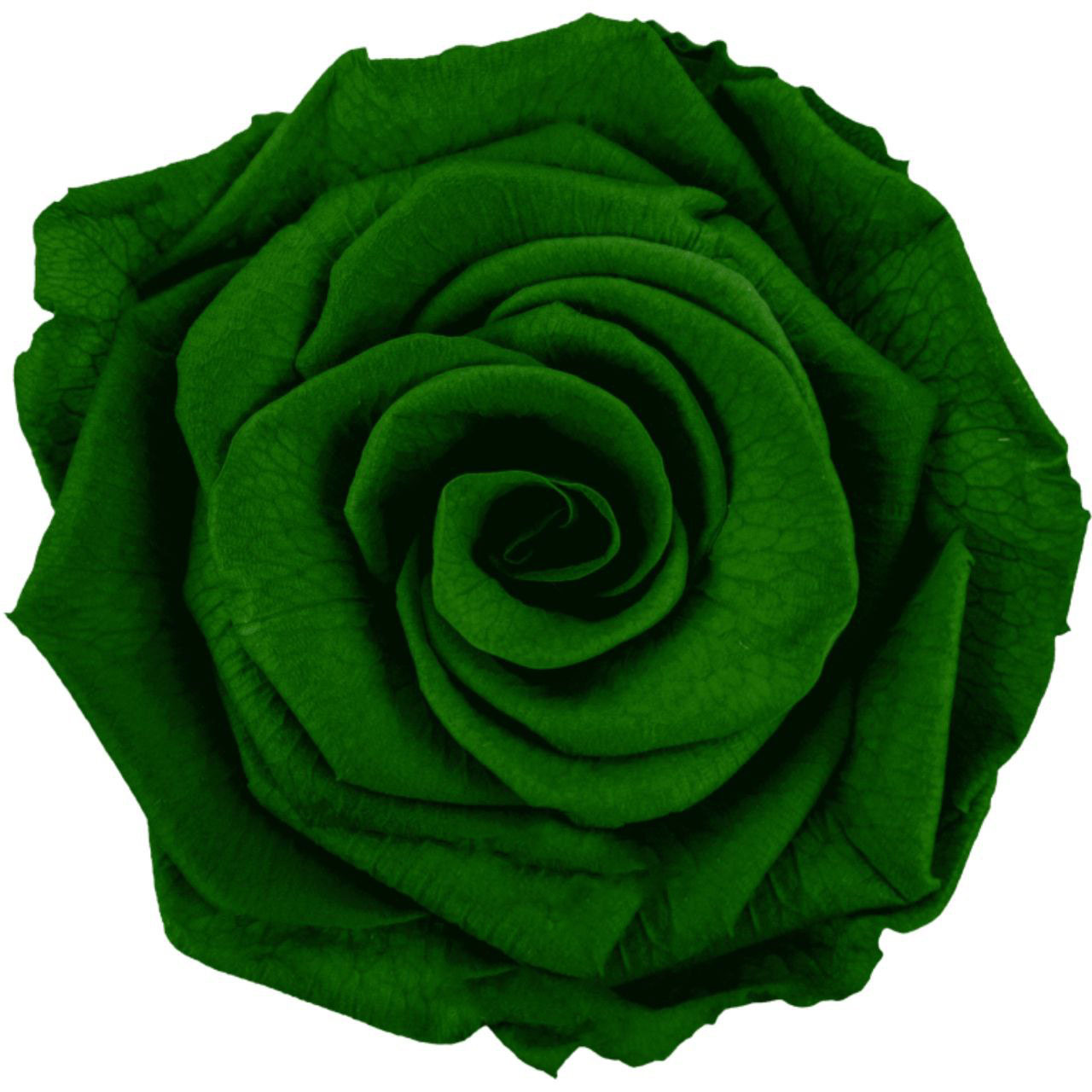 Роза стабилизированная бутон грин (6,5 см) в Новосибирске