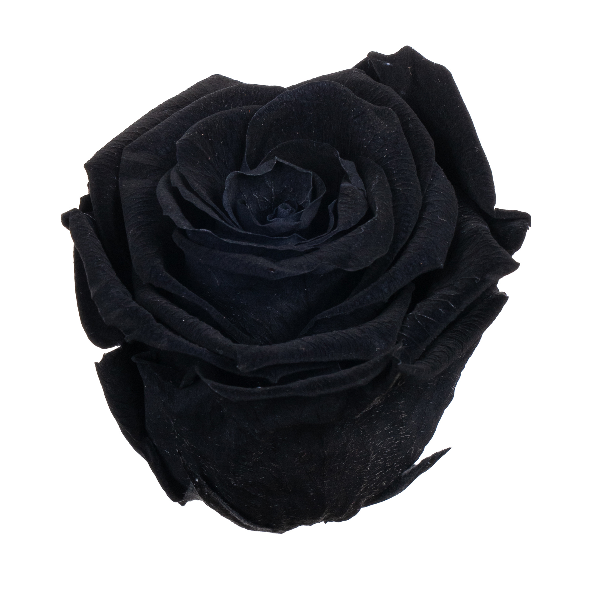 Роза стабилизированная бутон блэк (6,5 см) в Новосибирске