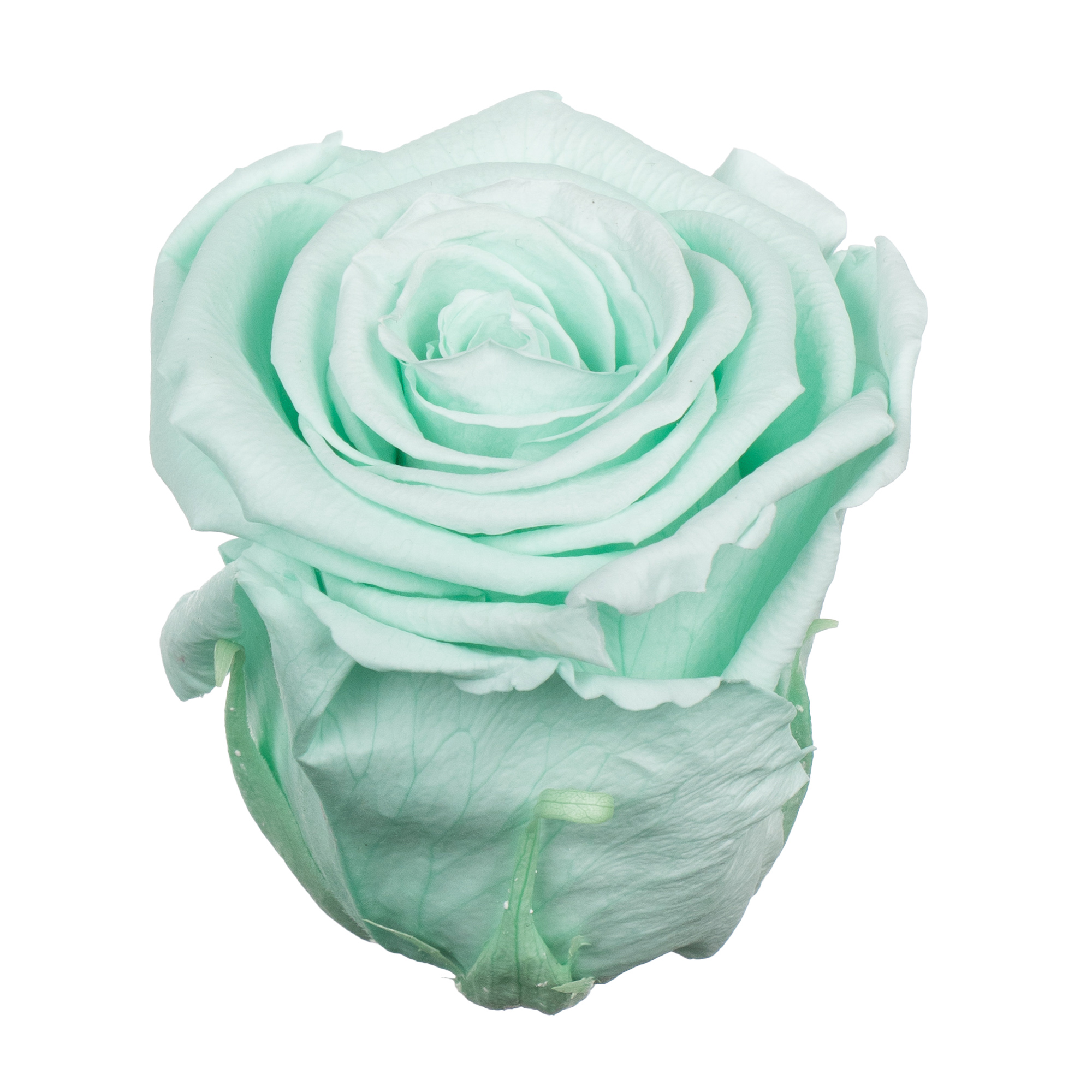 Роза стабилизированная бутон минт (6,5 см) в Новосибирске