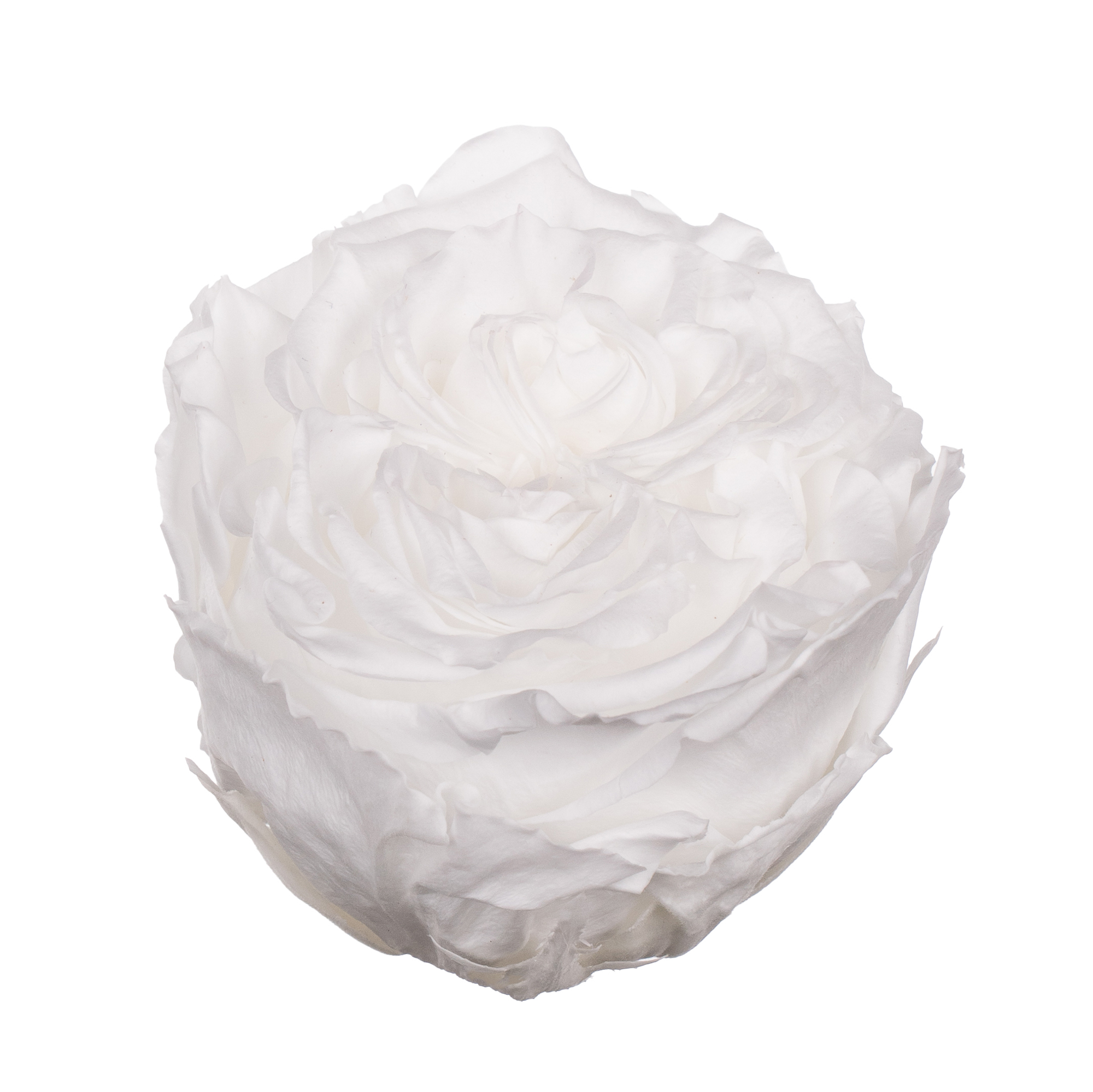 Роза стабилизированная бутон вайт (6,5 см) в Новосибирске