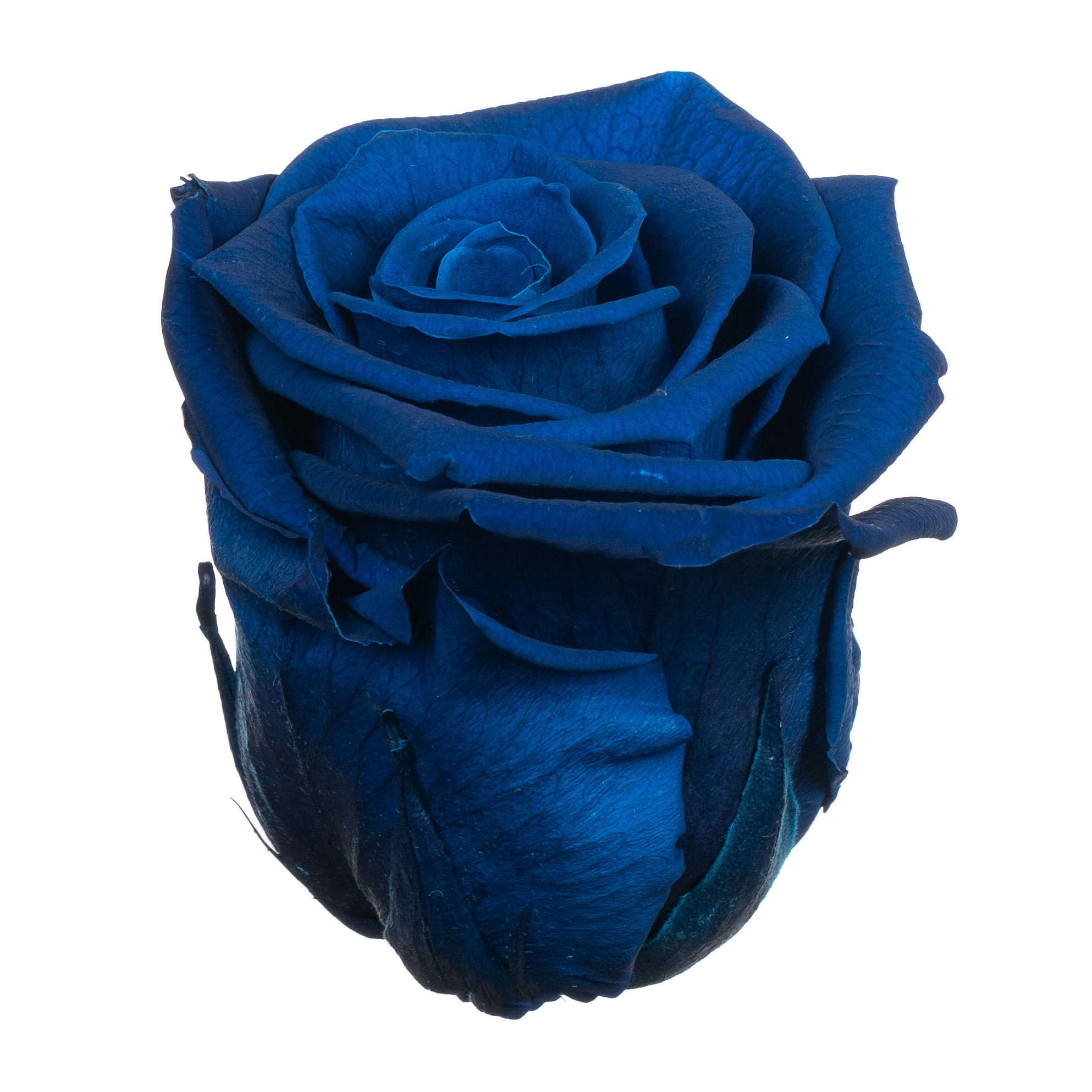 Роза стабилизированная бутон блю (6,5 см) в Новосибирске