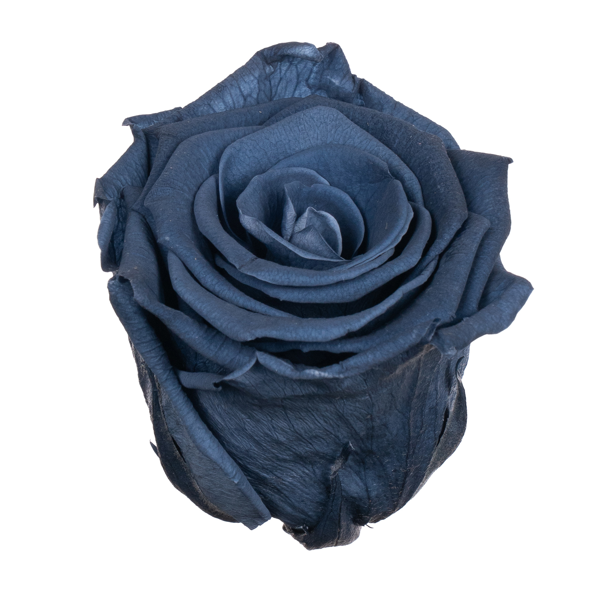 Роза стабилизированная бутон найт кровл (6,5 см) в Новосибирске