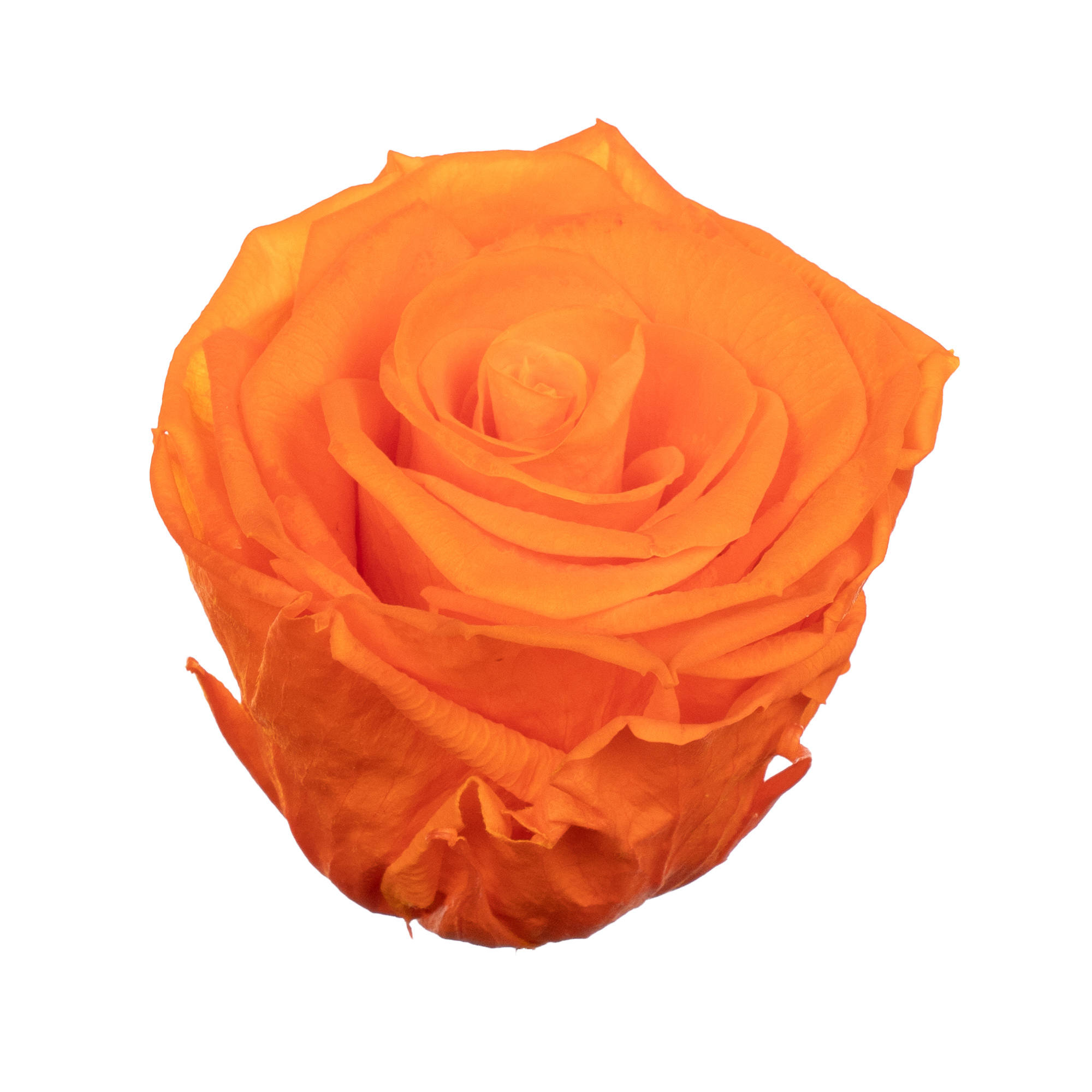 Роза стабилизированная бутон оранж (6,5 см) в Новосибирске