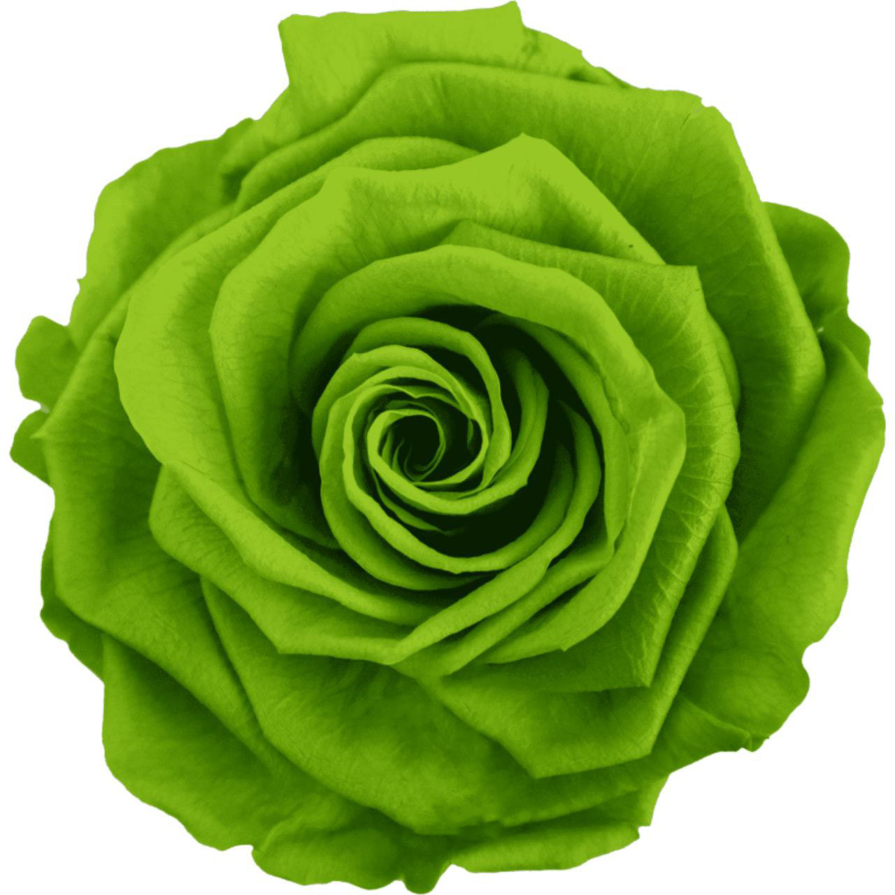 Роза стабилизированная бутон лайм грин (6,5 см) в Новосибирске