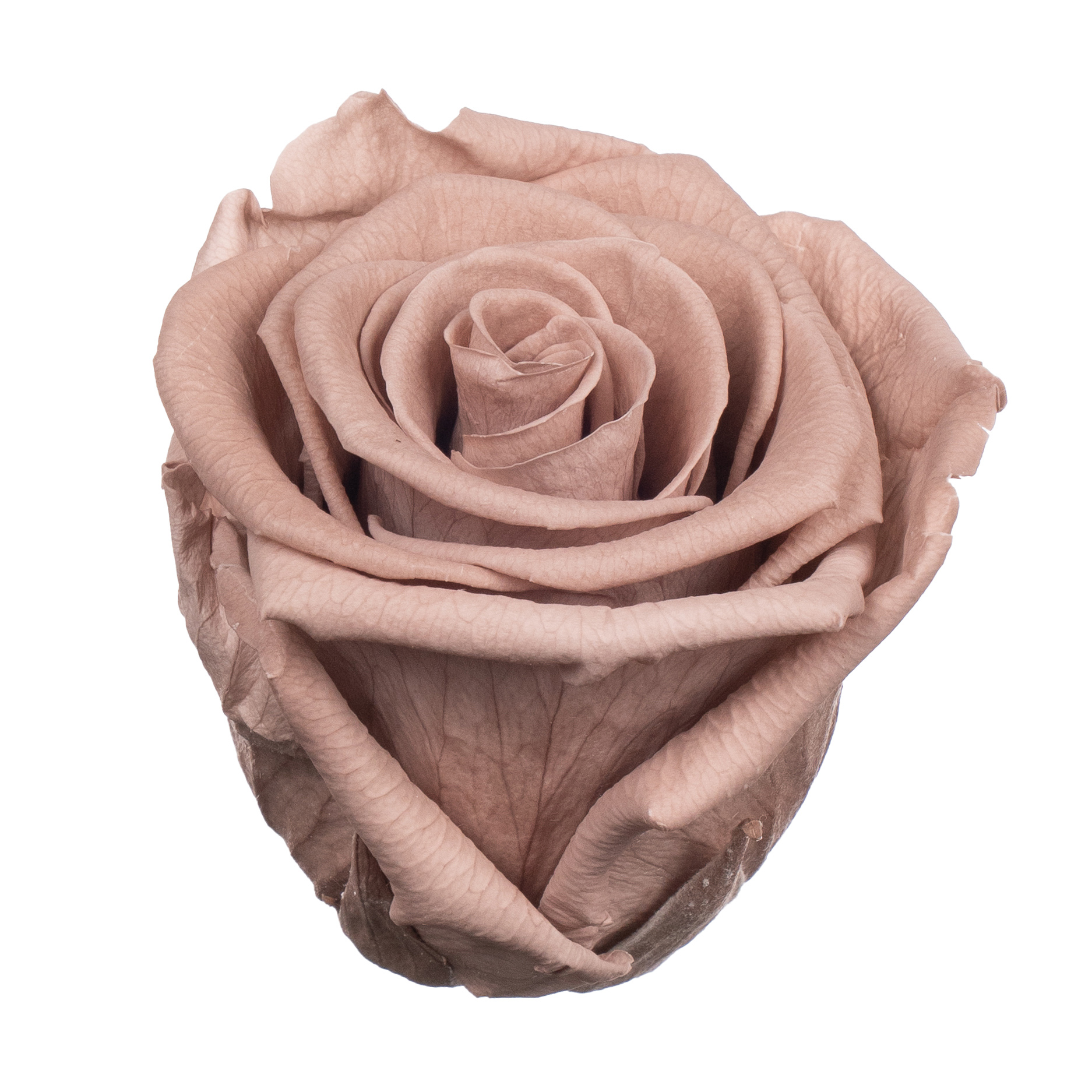 Роза стабилизированная бутон латте (6,5 см) в Новосибирске