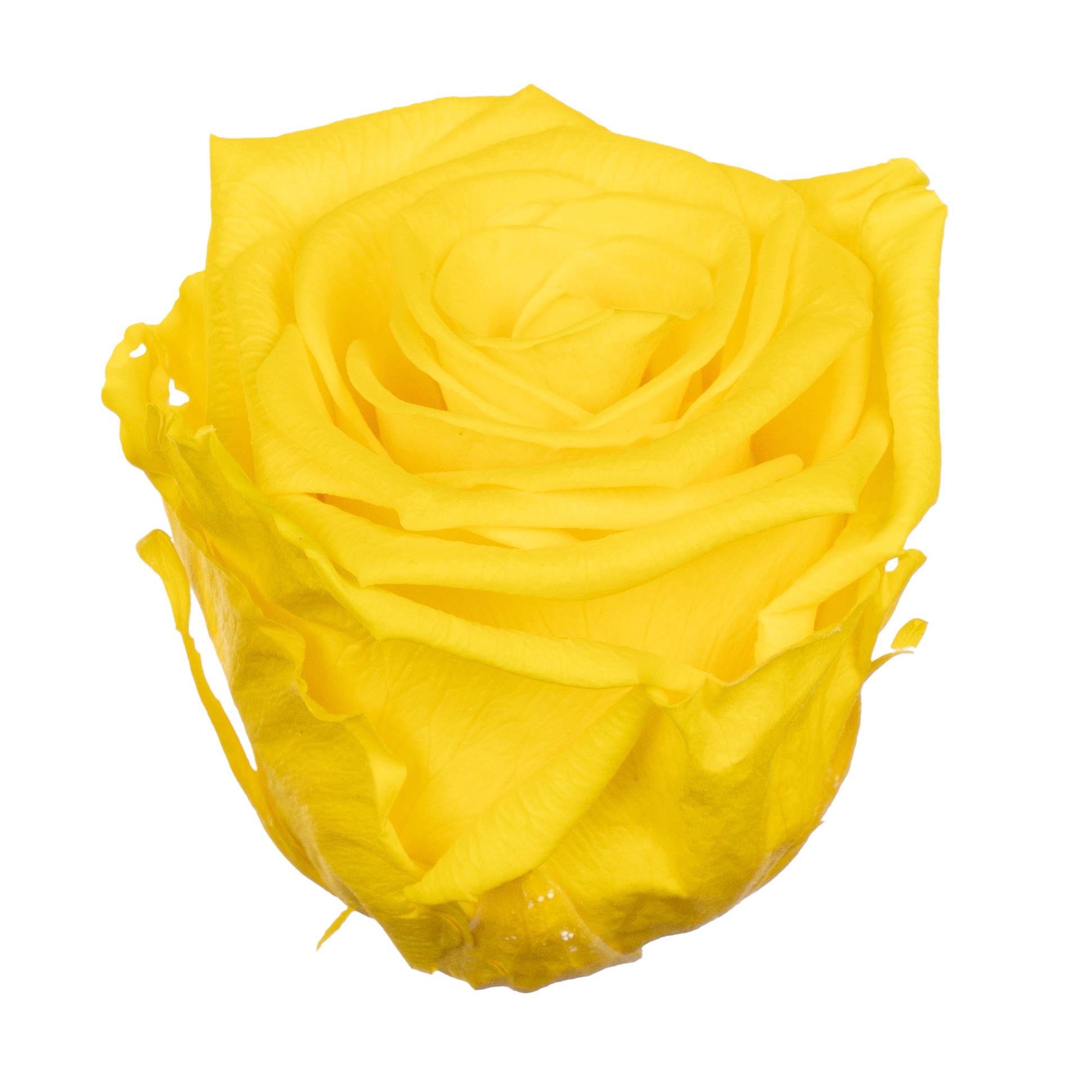 Роза стабилизированная бутон санни еллоу (6,5 см) в Новосибирске