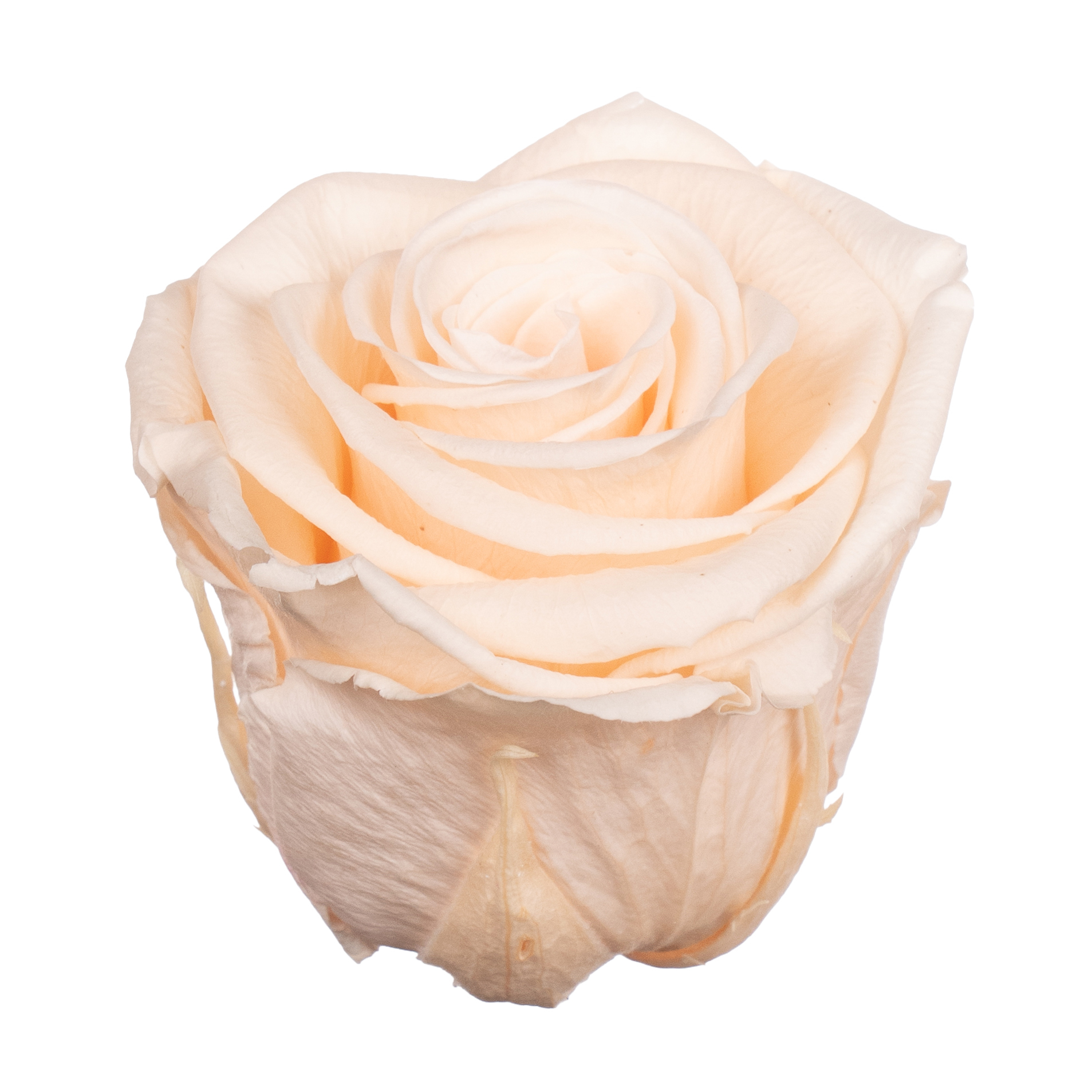 Роза стабилизированная бутон пинк шампань (6,5 см) в Новосибирске