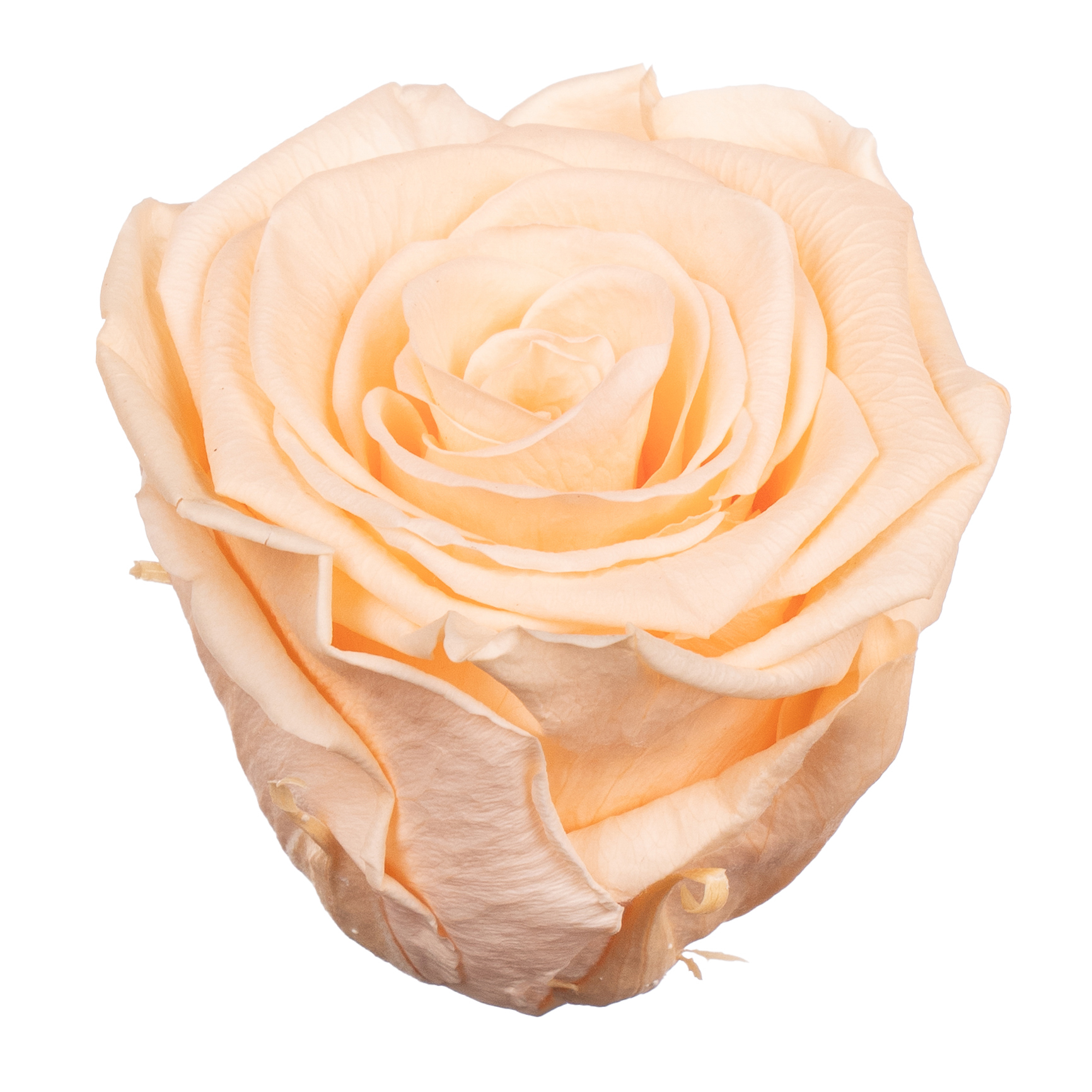 Роза стабилизированная бутон априкот (6,5 см) в Новосибирске