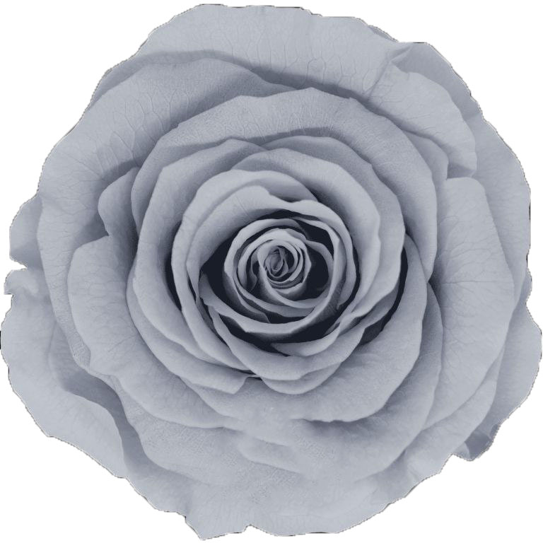 Роза стабилизированная бутон грей (6,5 см) в Новосибирске