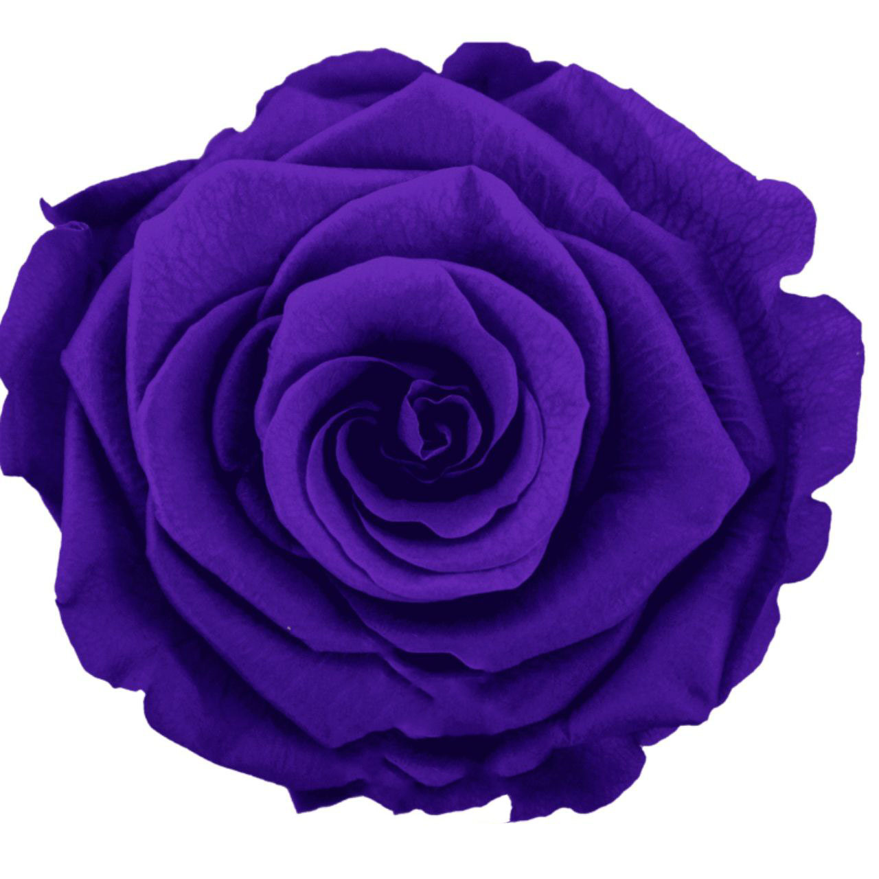 Роза стабилизированная бутон лила (6,5 см) в Новосибирске