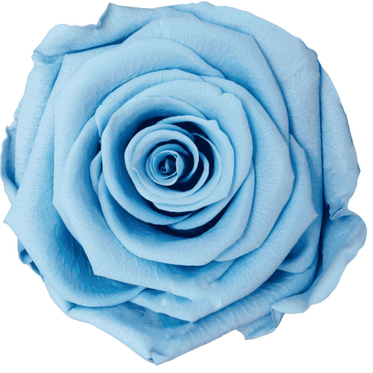 Роза стабилизированная бутон лайт блю (6,5 см) в Новосибирске