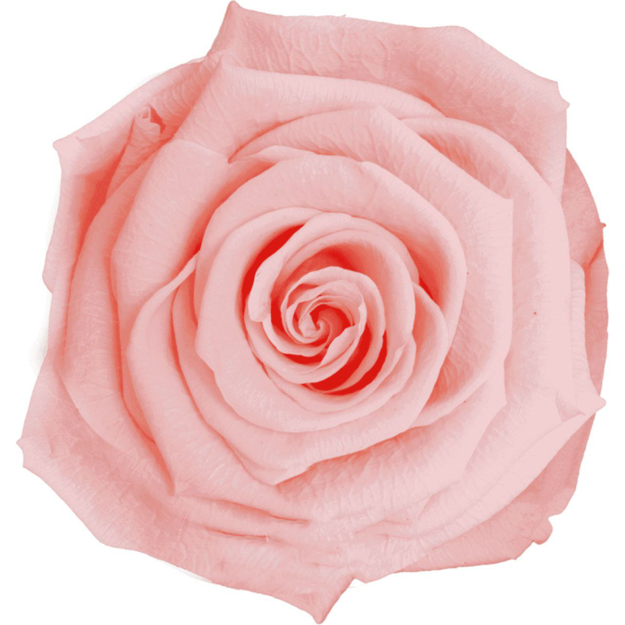 Роза стабилизированная бутон розевуд (6,5 см) в Новосибирске