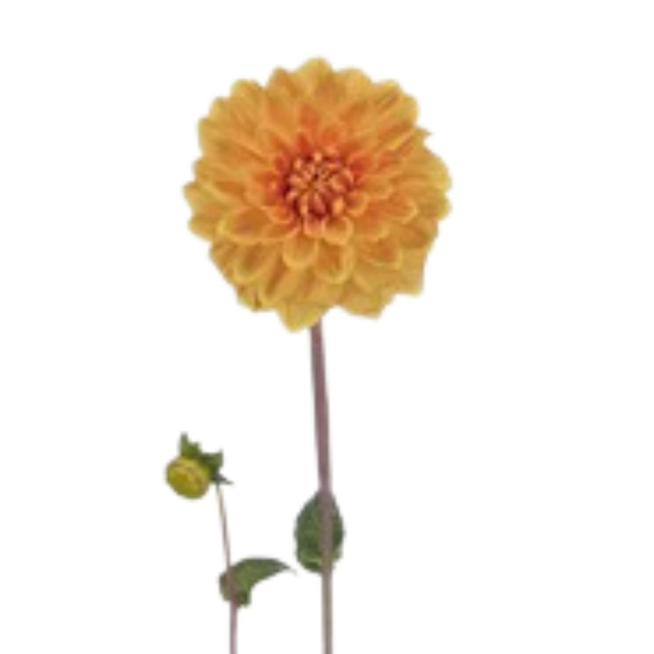 Георгина бизон бронс в Москве