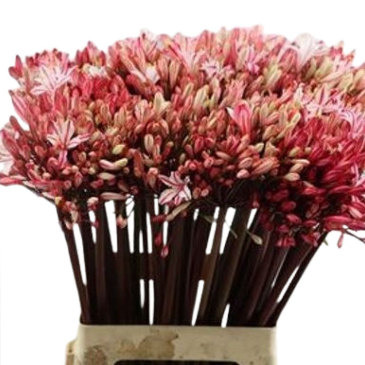 Агапантус краш. феррари ред в Москве