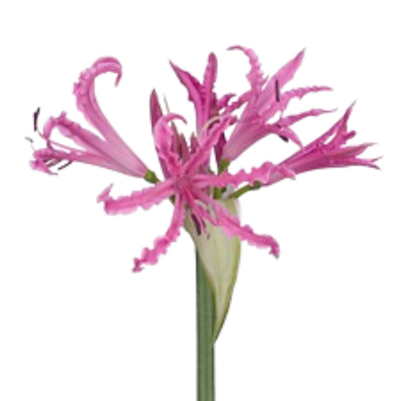 Нерине пинк пантер