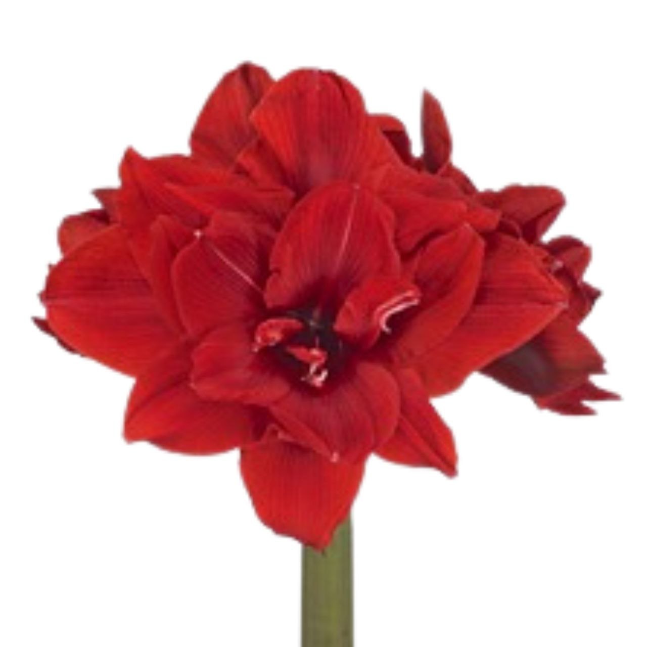 Амариллис ду ред торо в Москве