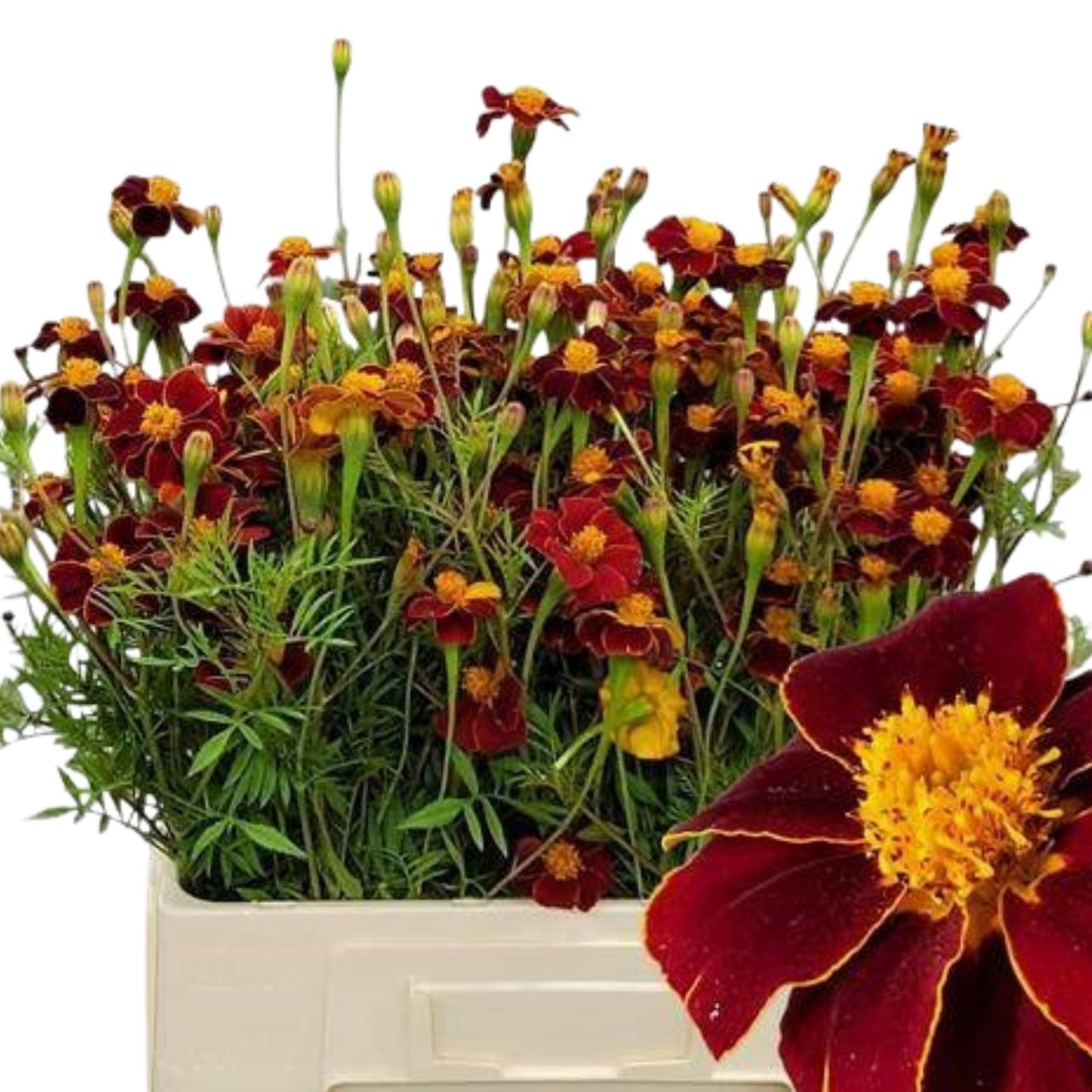 Тагетес ред шедоу