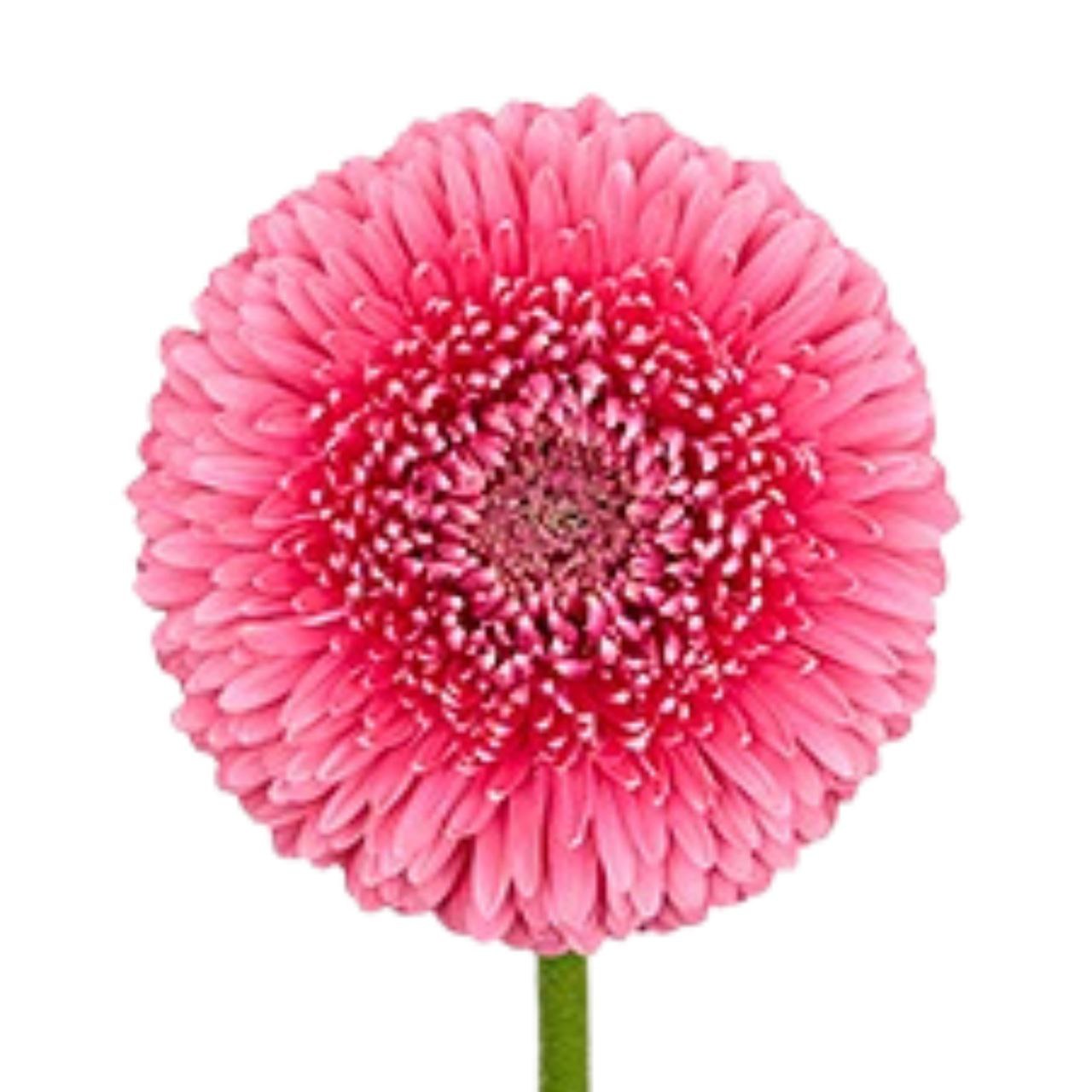 Гербера герпони скар в Москве