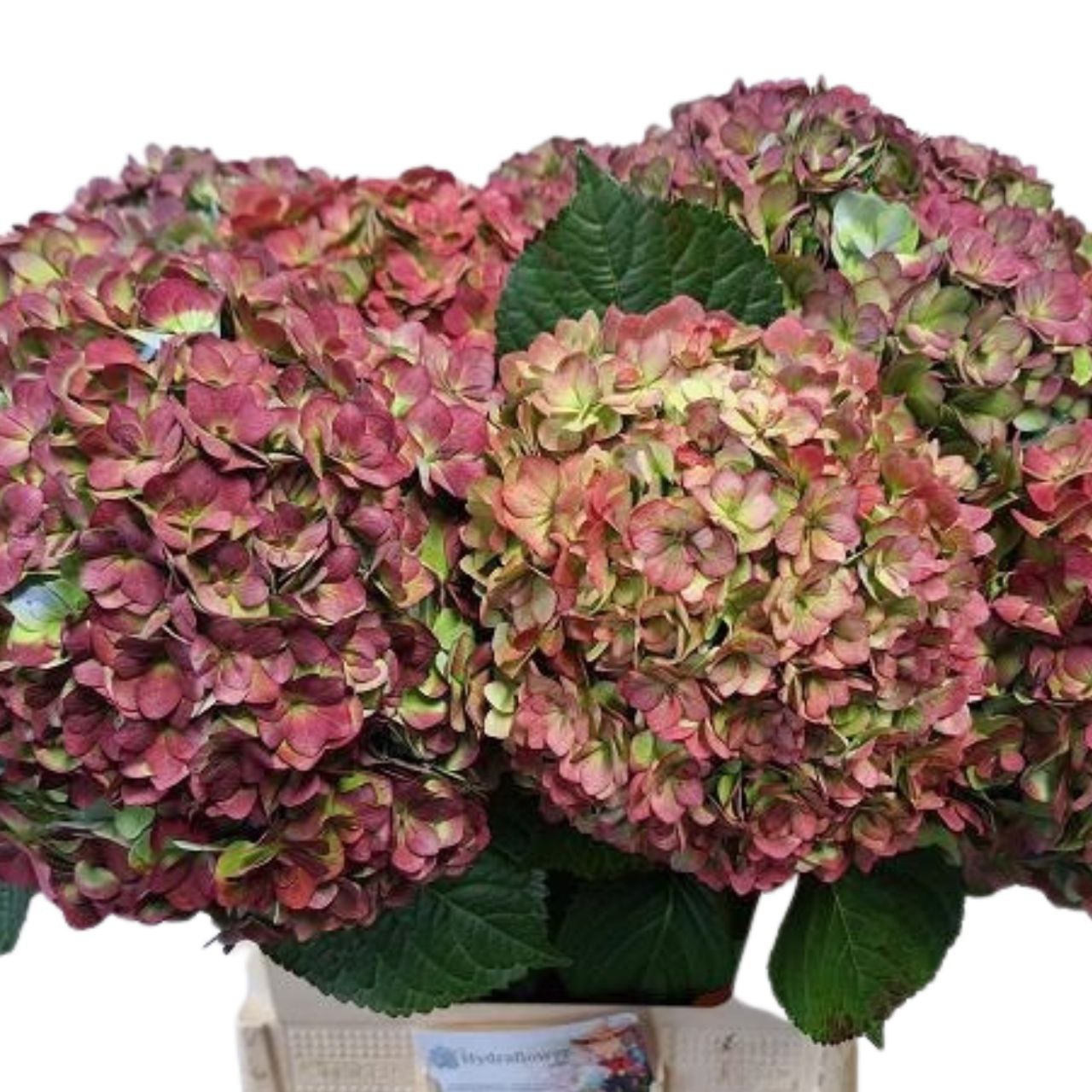 Гидрангия адора классик ред в Москве