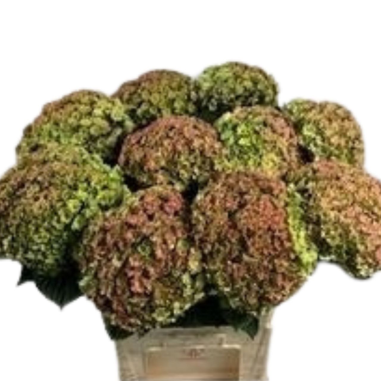 Гидрангия бьютенсия люксор классик грин ред в Москве