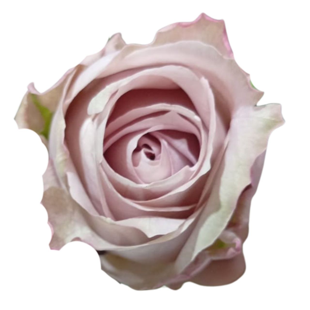 Роза гр r16-001 в Новосибирске