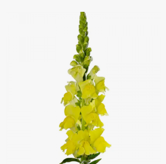 Леувенбек нантес еллоу в Москве