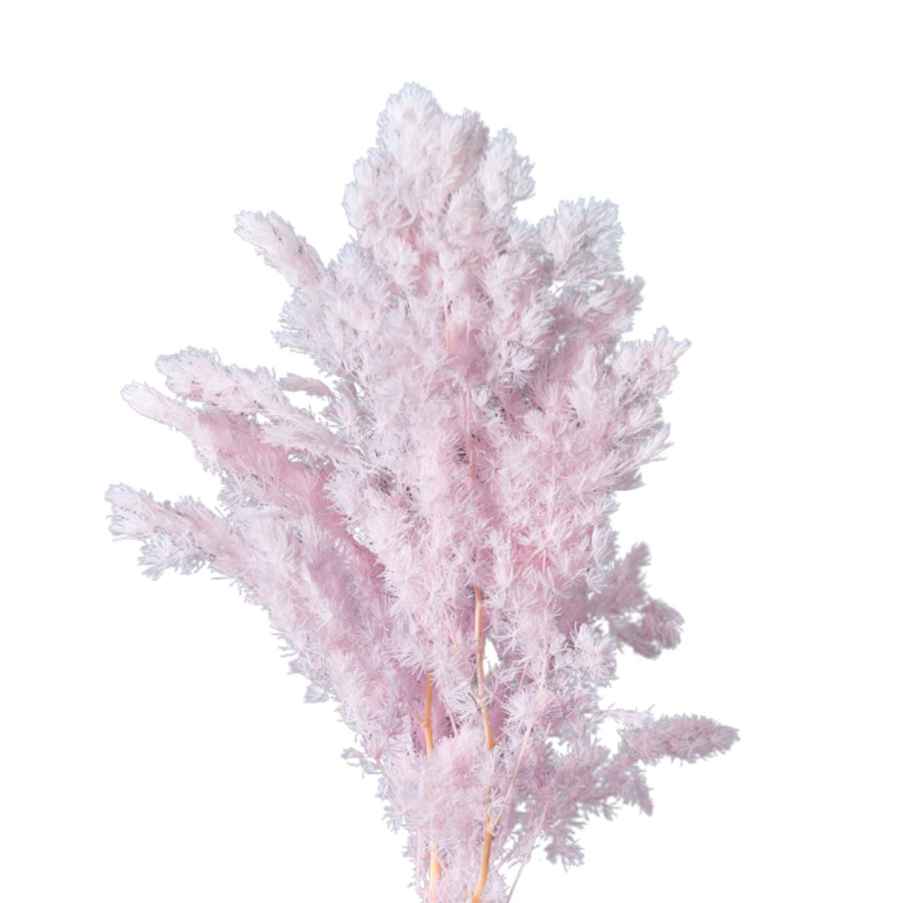 Листья Аспарагус стабилизированный мироклаудиус светло-розовый в Москве