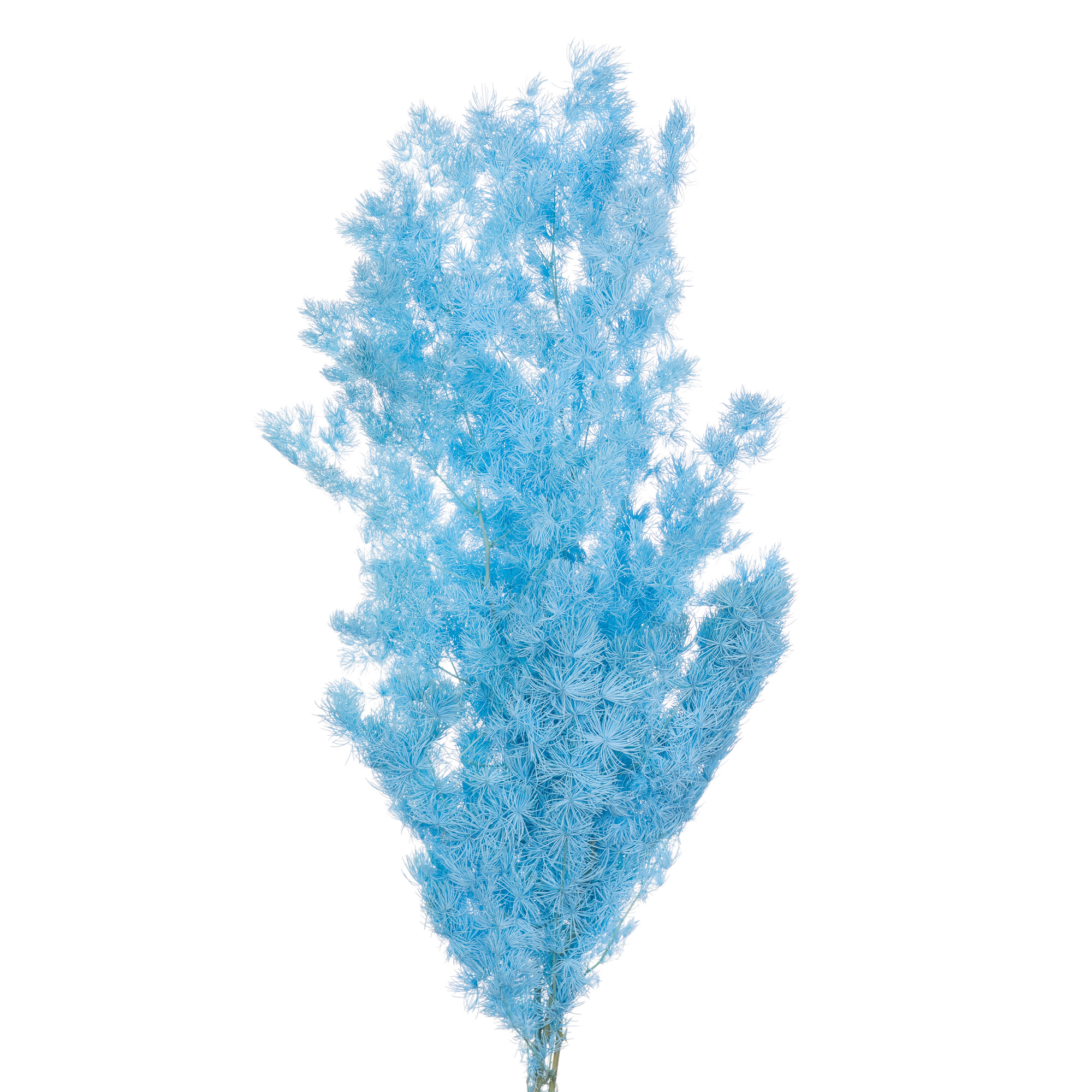 Листья Аспарагус стаб. мироклаудиус синий в Санкт-Петербурге