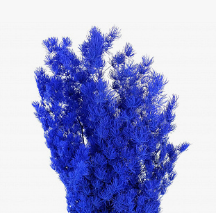 Листья Аспарагус стабилизированный мироклаудиус синий в Москве