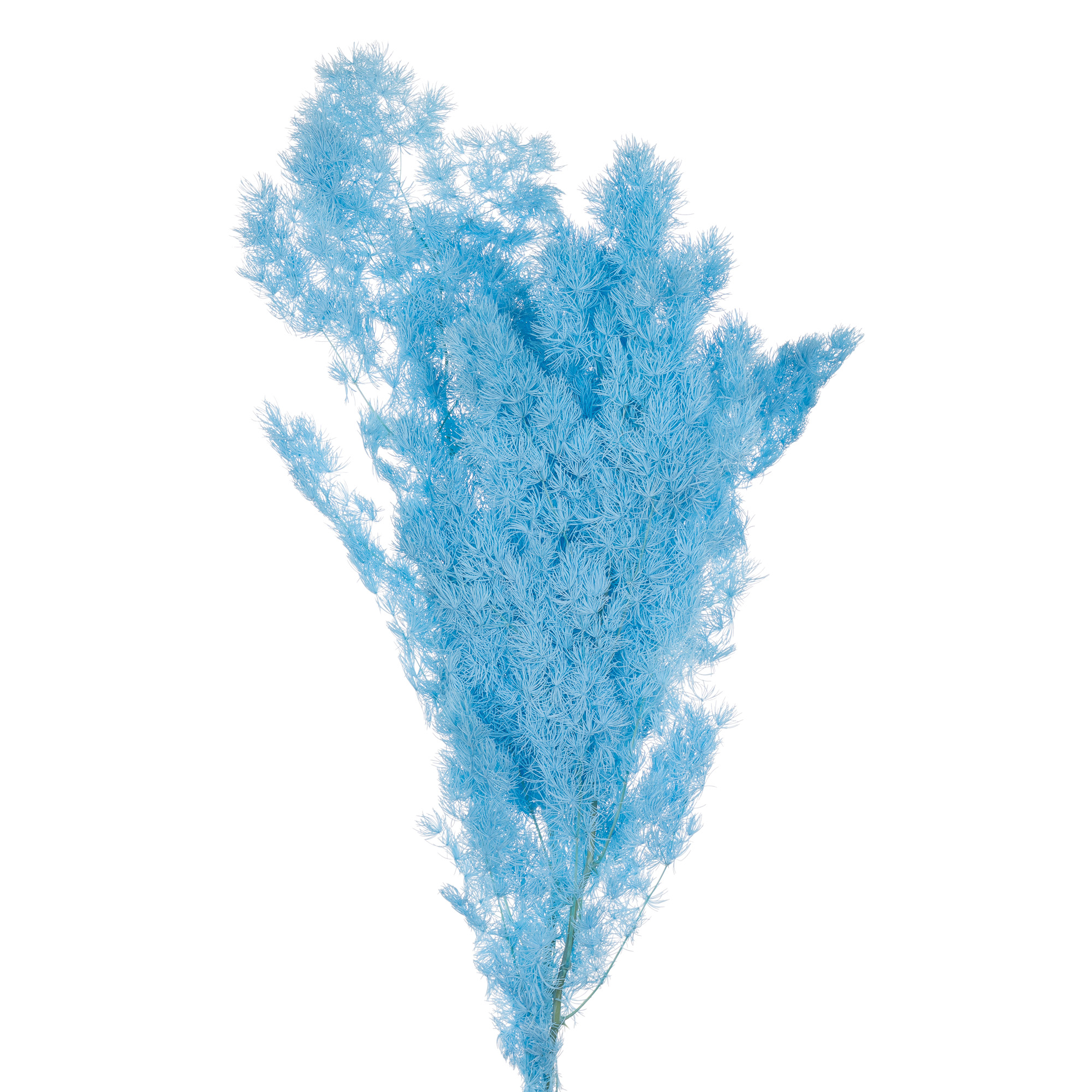 Листья Аспарагус стаб. мироклаудиус светло-синий в Москве