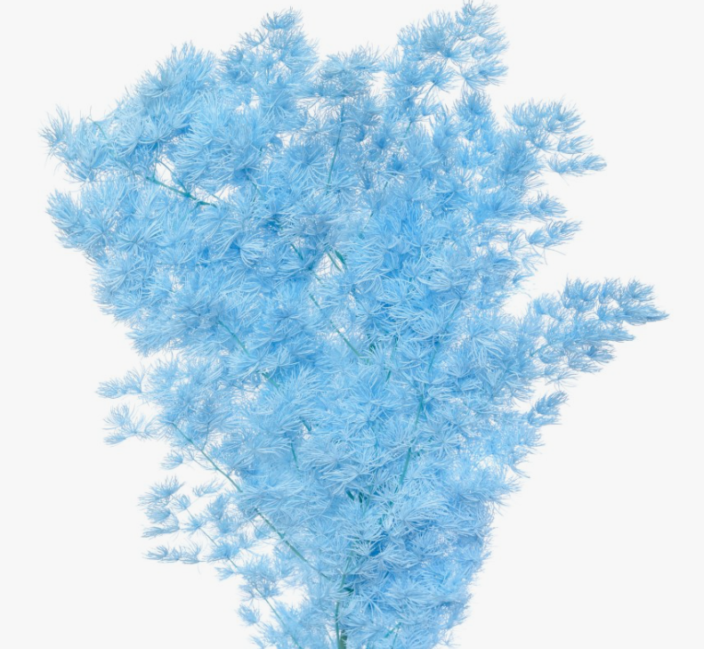 Листья Аспарагус стабилизированный мироклаудиус светло-синий в Москве