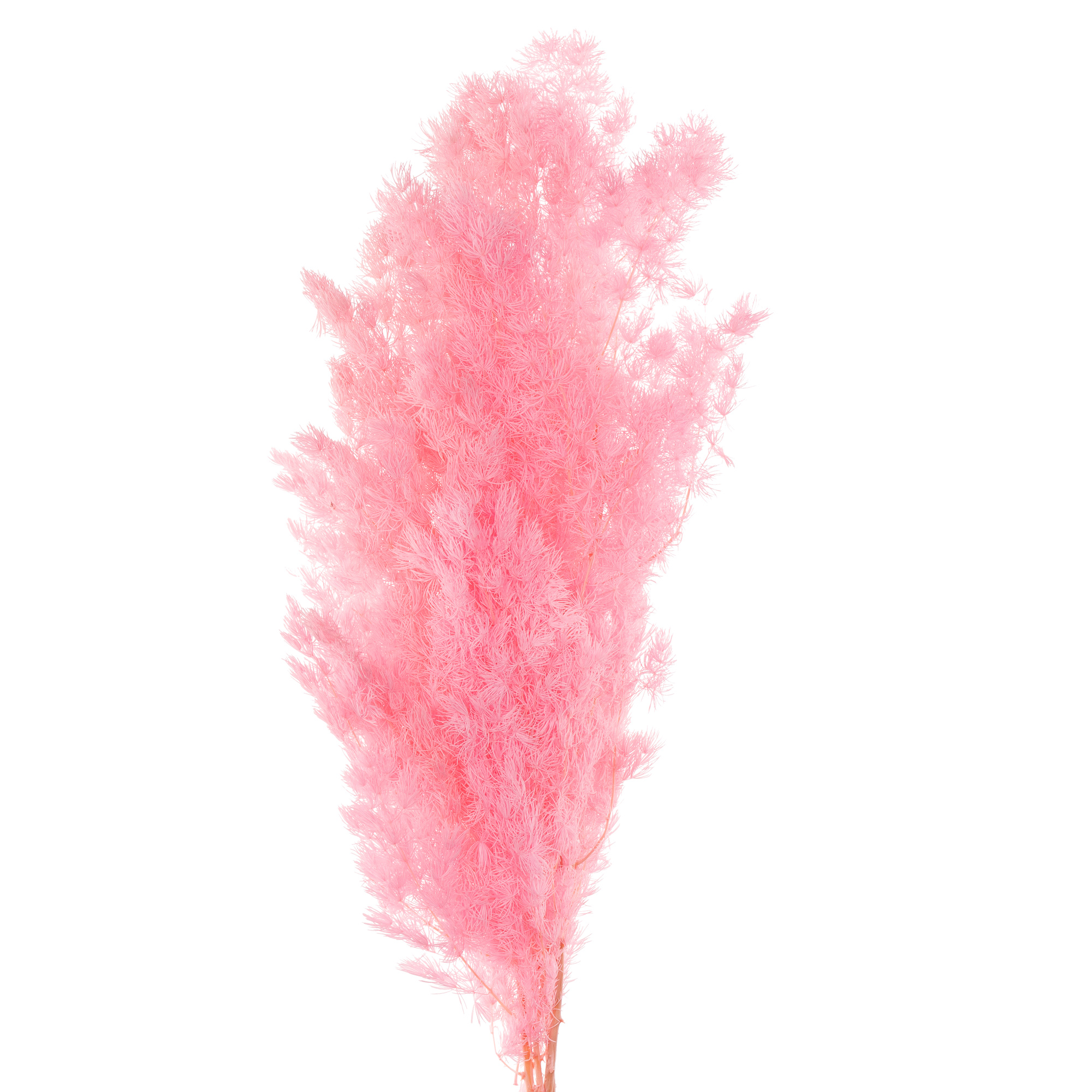 Листья Аспарагус стаб. мироклаудиус розовый в Москве