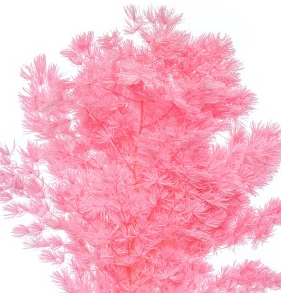 Листья Аспарагус стабилизированный мироклаудиус розовый в Москве