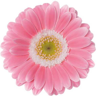 Гербера бебидолл