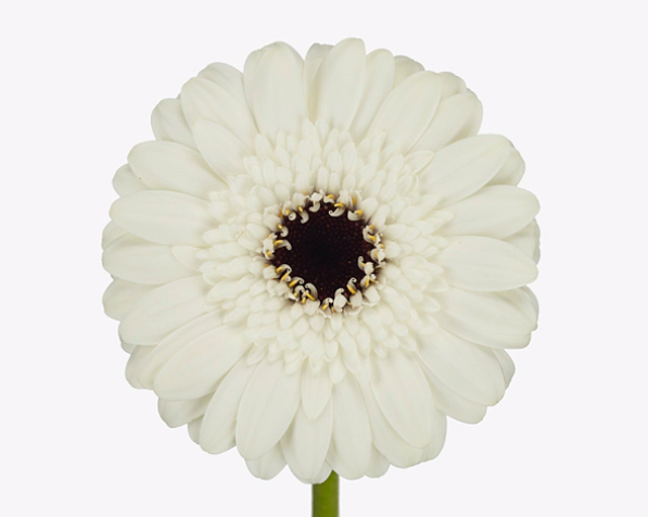 Гербера бель аир