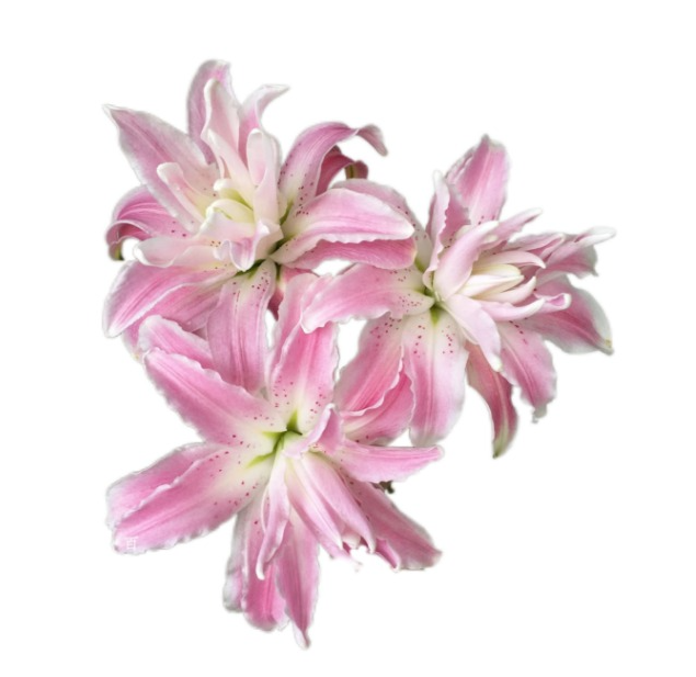 Лилия ор махровая лотус ленд