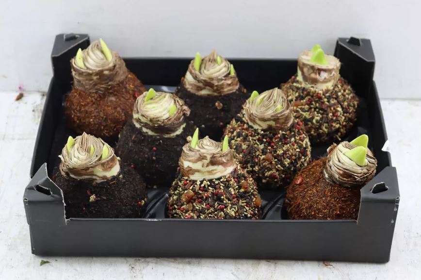 Декор луковица гиппеаструм осенней обсыпке в Санкт-Петербурге