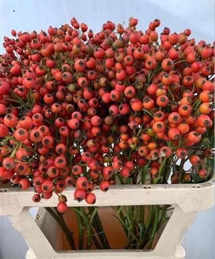 Роза боттел меджикал пассоа в Новосибирске