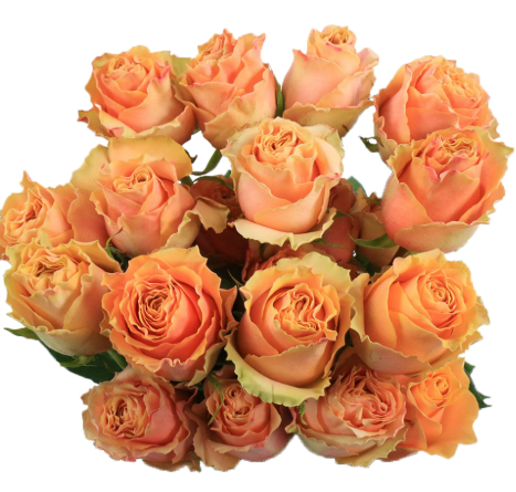 Роза однг пич карпедием