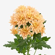 Хризантема тр вероника салмон в Новосибирске