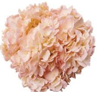 Гидрангия краш. джамбо сальмон пинк в Москве