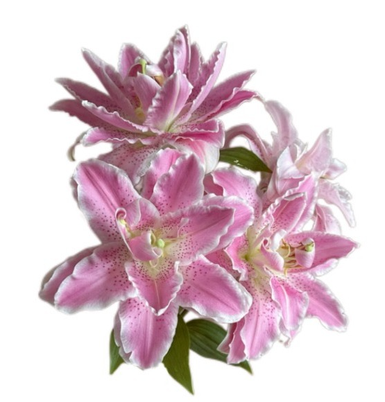 Лилия ор махровая пинк лафит