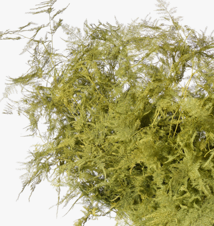 Листья Аспарагус плюмосус краш. оливковый