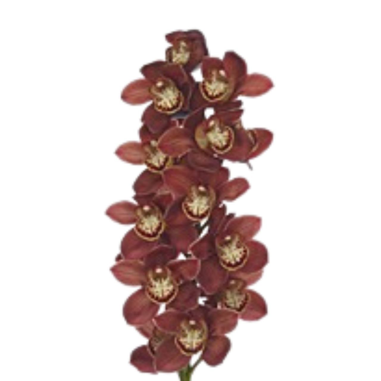 Цимбидиум эбони в Москве