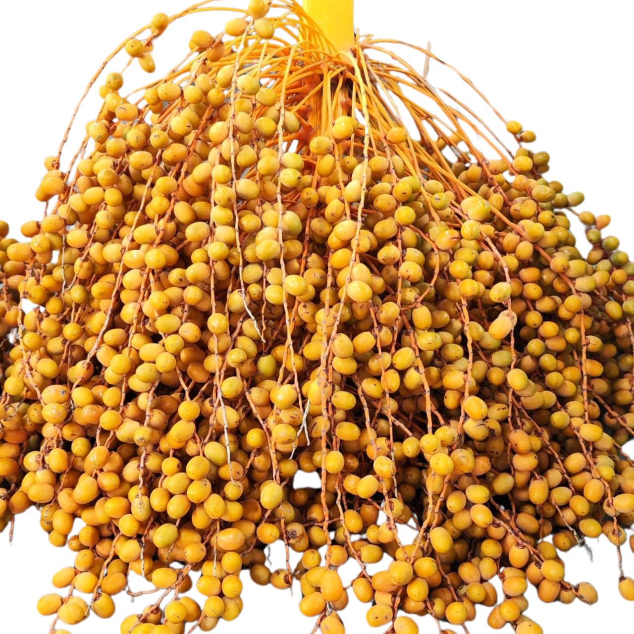 Плоды Пальма финик желтый в Москве