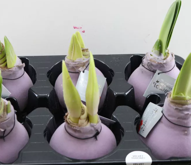 Декор луковица гиппеаструм в воске вельвет розовый в Москве