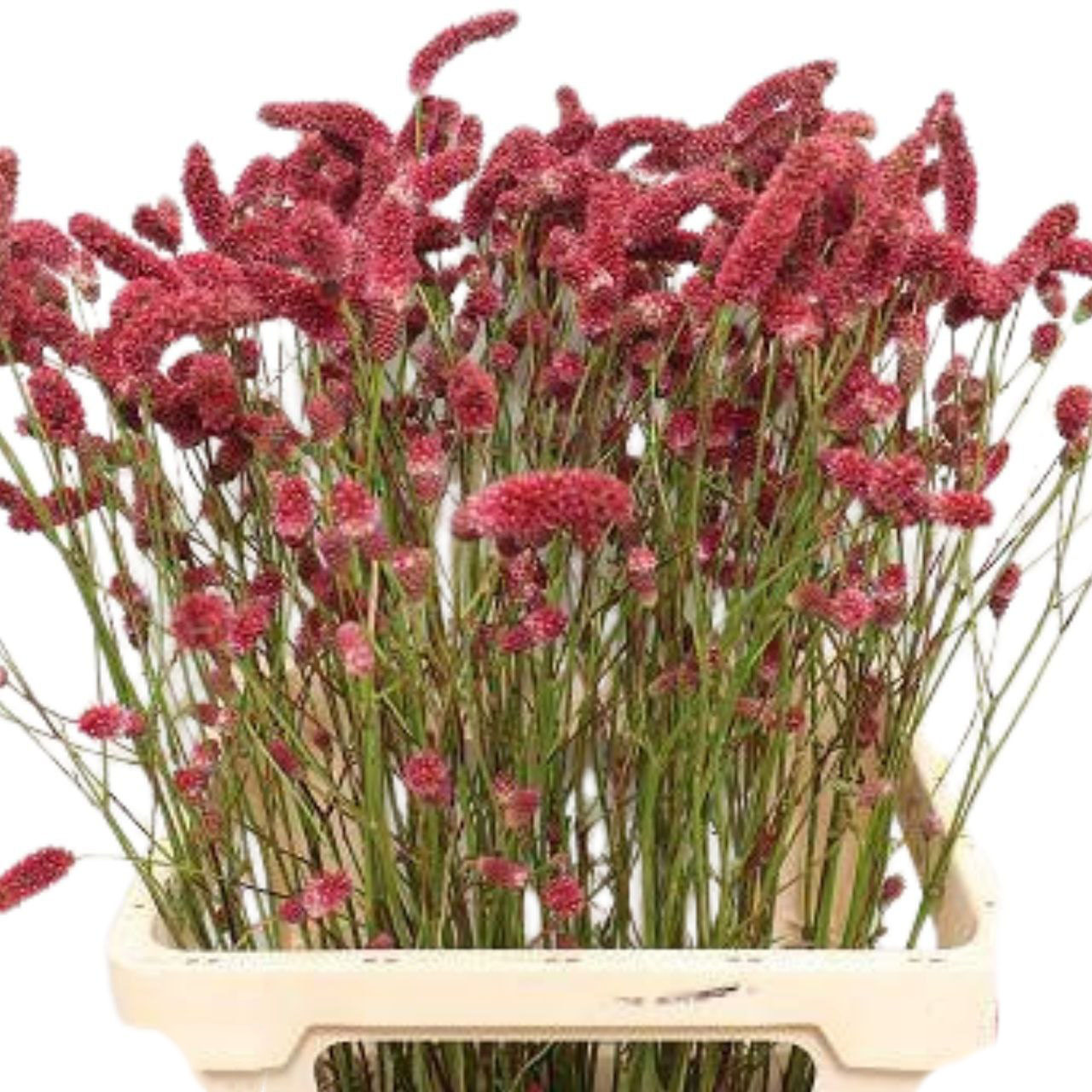 Сангисорба фолл дрим в Москве