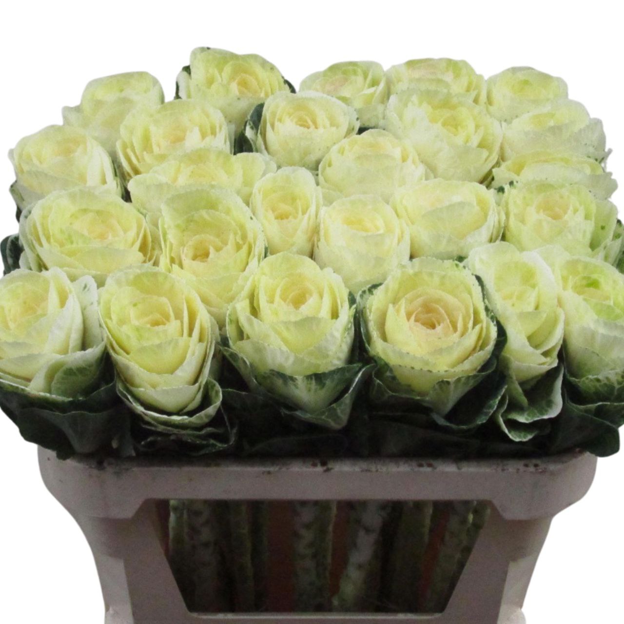 Брассика эмпаер вайт в Москве