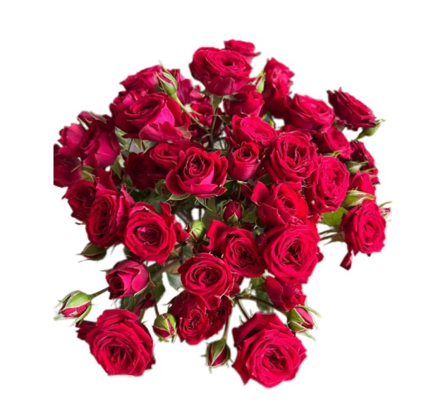 Роза куст кримсон баббл