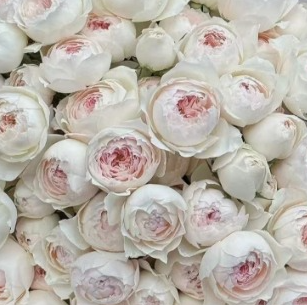 Роза куст мисс диор